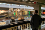 James Daly looks over a whale skeleton on show at the Manchester Museum